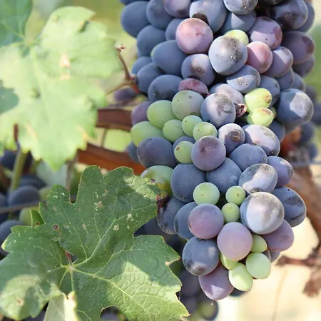 Gabry Konukevi Bruno